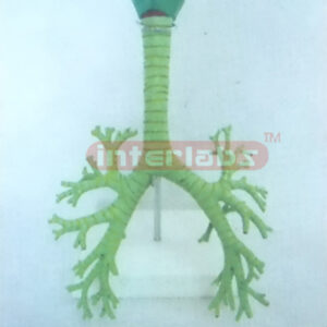 HUMAN TRACHEA AND SEGMENT BRONCHI MODEL Manufacturers and Suppliers From Ambala India