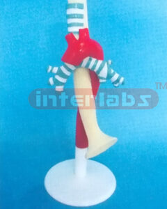 HUMAN TRACHEA AND OESOPHAGUS AND AORTA MODEL Manufacturers and Suppliers From Ambala India