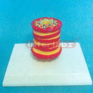 DISEASE TRACHEA MODEL Manufacturers and Suppliers From Ambala India