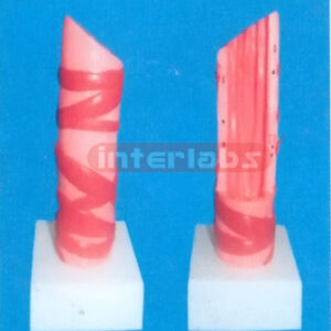 INFANT HEALTH TRACHEA MODEL (VERTICAL TYPE) Manufacturers and Suppliers From Ambala India