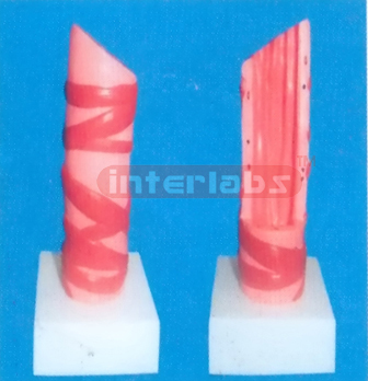 INFANT HEALTH TRACHEA MODEL (VERTICAL TYPE) Manufacturers and Suppliers From Ambala India