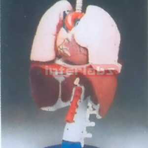 RESPIRATORY ORGAMS MODEL Manufacturers and Suppliers From Ambala India