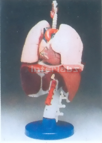 RESPIRATORY ORGAMS MODEL Manufacturers and Suppliers From Ambala India