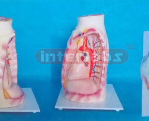 MODEL OF ANATOMICAL MEDIASTINUM & HEART (HIGHT TYPE) Manufacturers and Suppliers From Ambala India