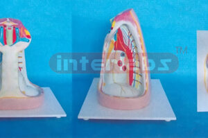 MODEL OF ANAT-MEDIASTINUM & HEART (LOW TYPE) Manufacturers and Suppliers From Ambala India