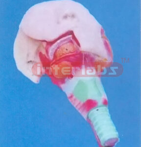 NATURAL ANATOMY OF SALIVA GLANDULOSE AND PHARYNX MUSCLE Manufacturers and Suppliers From Ambala India