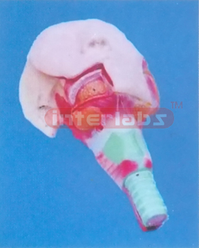 NATURAL ANATOMY OF SALIVA GLANDULOSE AND PHARYNX MUSCLE Manufacturers and Suppliers From Ambala India