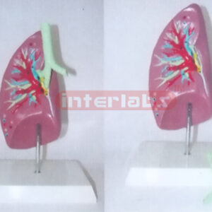 NATURAL RIGHT ANAF LUNG AND TRACHEA MODEL Manufacturers and Suppliers From Ambala India
