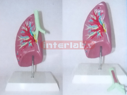 NATURAL RIGHT ANAF LUNG AND TRACHEA MODEL Manufacturers and Suppliers From Ambala India