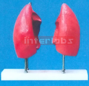 LUNG MODEL ON PLASTIC BASE (4 PCS) Manufacturers and Suppliers From Ambala India