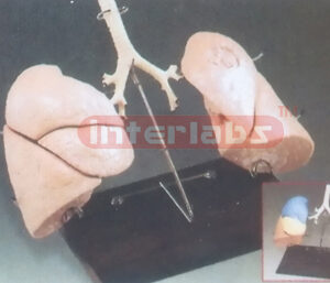 HUMAN LUNG MODEL Manufacturers and Suppliers From Ambala India
