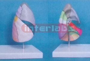 BRONCHO. PULMONARY SEGMENTSMODEL WITH COLOURED SEPARATIONAL Manufacturers and Suppliers From Ambala India