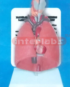 NATURAL LUNG MODEL CONTAINS LARYNX