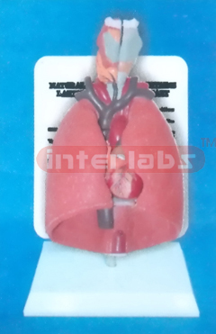 NATURAL LUNG MODEL CONTAINS LARYNX