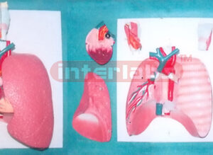 36x20x9 cm NATURAL LUNG MODEL