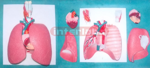 36x20x9 cm NATURAL LUNG MODEL
