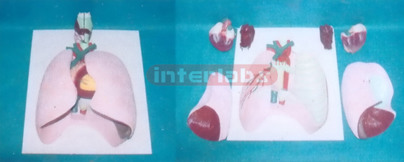 NATURAL LUNG MODEL CONTAINS LARYNX