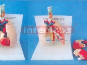 DESK-TYPE HUMAN LYNAX HEART AND LUNG MODEL Manufacturers and Suppliers From Ambala India
