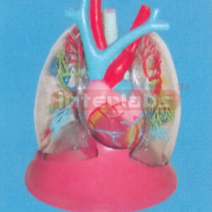 TRANSPARENT LUNG