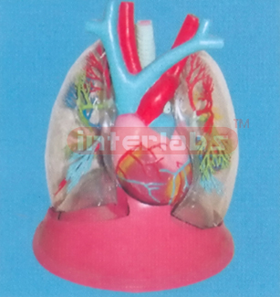 TRANSPARENT LUNG