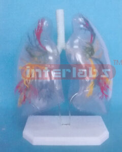 30x26x16cm TRANSPARENTPULMONARY SEGMENTS