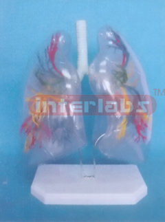 30x26x16cm TRANSPARENTPULMONARY SEGMENTS