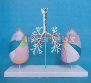 HUMAN TRACHEA