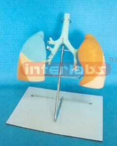 HUMAN LUNG AND TRCHEA MODEL WITH LUXURY BASE Manufacturers and Suppliers From Ambala India