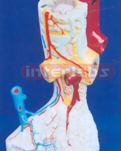 MINI MAGNIFIED PULMONARY ALVEOLI Manufacturers and Suppliers From Ambala India