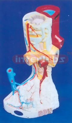 MINI MAGNIFIED PULMONARY ALVEOLI Manufacturers and Suppliers From Ambala India