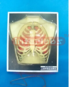 THE RESPIRATORY MOVEMENT MODEL Manufacturers and Suppliers From Ambala India