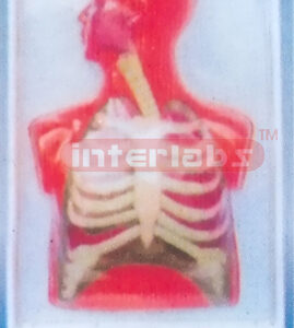 HUMAM ELECTRICAL RESPIRATORY SYSTEM MODEL Manufacturers and Suppliers From Ambala India