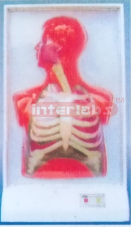 HUMAM ELECTRICAL RESPIRATORY SYSTEM MODEL Manufacturers and Suppliers From Ambala India