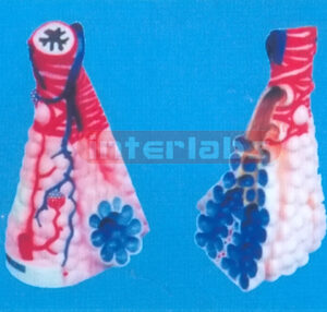 MINI MAGNIFIED PULMONARYALVEOLI Manufacturers and Suppliers From Ambala India