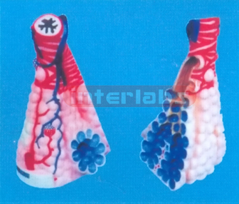 MINI MAGNIFIED PULMONARYALVEOLI Manufacturers and Suppliers From Ambala India