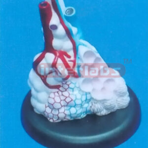 MIDDLE MA GNIFIED PULMONARY ALVEOLI (A TYPE) Manufacturers and Suppliers From Ambala India