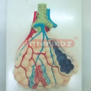 MIDDLE MAGNIFIED PULM ONARY ALVEOLI MODEL Manufacturers and Suppliers From Ambala India