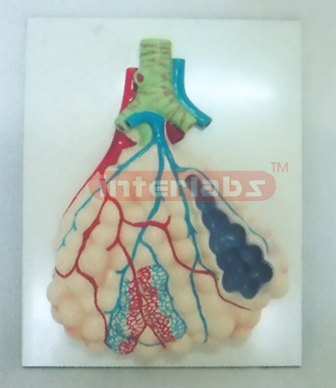 MIDDLE MAGNIFIED PULM ONARY ALVEOLI MODEL Manufacturers and Suppliers From Ambala India
