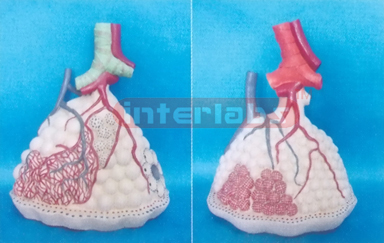 MAGNIFIED LUNG LOBULE MODEL WITH PULMONARY ALVEOLI Manufacturers and Suppliers From Ambala India