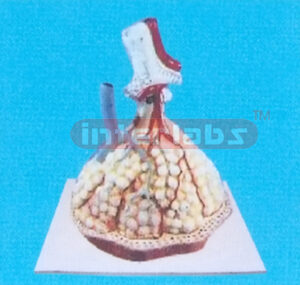 HUMAN LUNG STRUCTURE MODEL Manufacturers and Suppliers From Ambala India