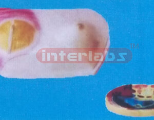 FEMALE COMPARES ION MODEL OF THE HEALTH BREAST WITH BREAST CT Manufacturers and Suppliers From Ambala India