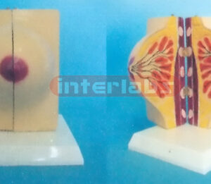 MAMARY GLAND OF RESTING POSITION Manufacturers and Suppliers From Ambala India