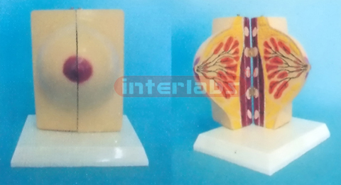 MAMARY GLAND OF RESTING POSITION Manufacturers and Suppliers From Ambala India
