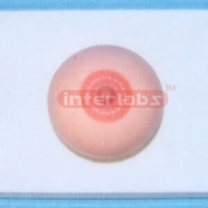 DESK-TYPE BREAST HEALTH MODEL Manufacturers and Suppliers From Ambala India