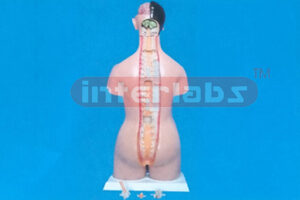 DELUXE BREAST TEACHING-EXAMINATION TORSO MODEL Manufacturers and Suppliers From Ambala India