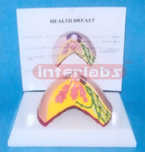 ANATOMY OF THE HEALTH BREAST FOR USA 108CM MUSCLE TORSO W/PLASTIC BASE Manufacturers and Suppliers From Ambala India