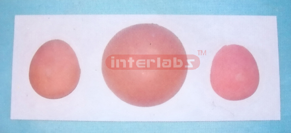 STANDARD FEMALE BREAST SELF EXAMINATION-LEARN MODEL EURO STYLE Manufacturers and Suppliers From Ambala India