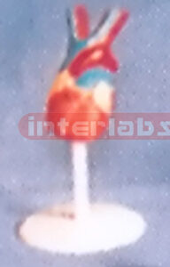 MINI-ANTI HEART MODEL Manufacturers and Suppliers From Ambala India