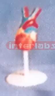 MINI-ANTI HEART MODEL Manufacturers and Suppliers From Ambala India