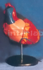 GIANT ANAT/MAGNIFIED HEART MODEL Manufacturers and Suppliers From Ambala India